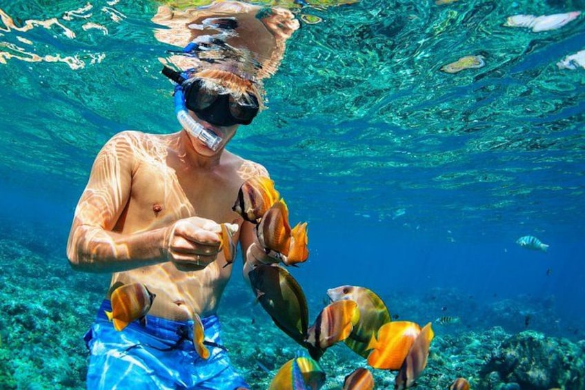 A person snorkeling underwater with fish. 4