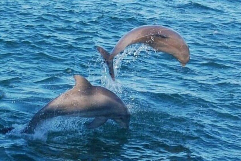 Dolphin & Sunset Cruises 2
