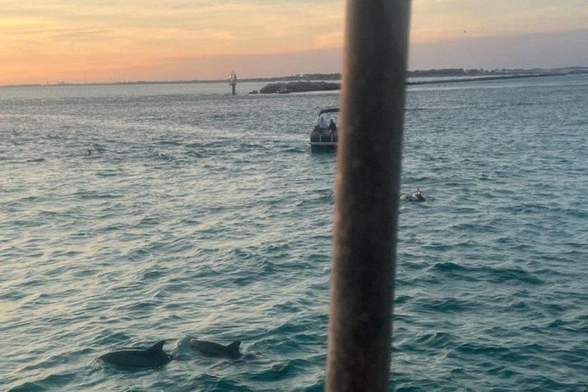 Dolphin & Sunset Cruises 2