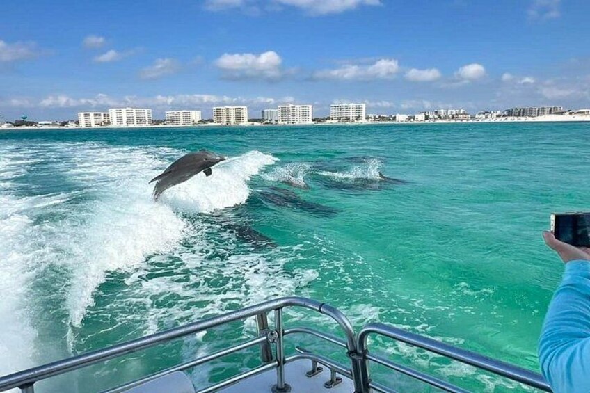 Dolphin & Sunset Cruises 2