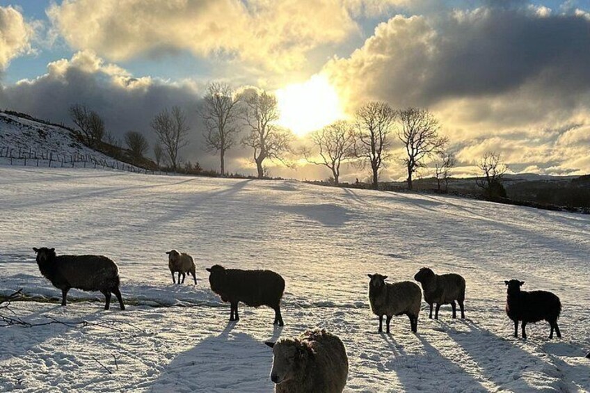 A snowy landscape with a herd of sheep grazing, trees in the background, and a setting sun. 2