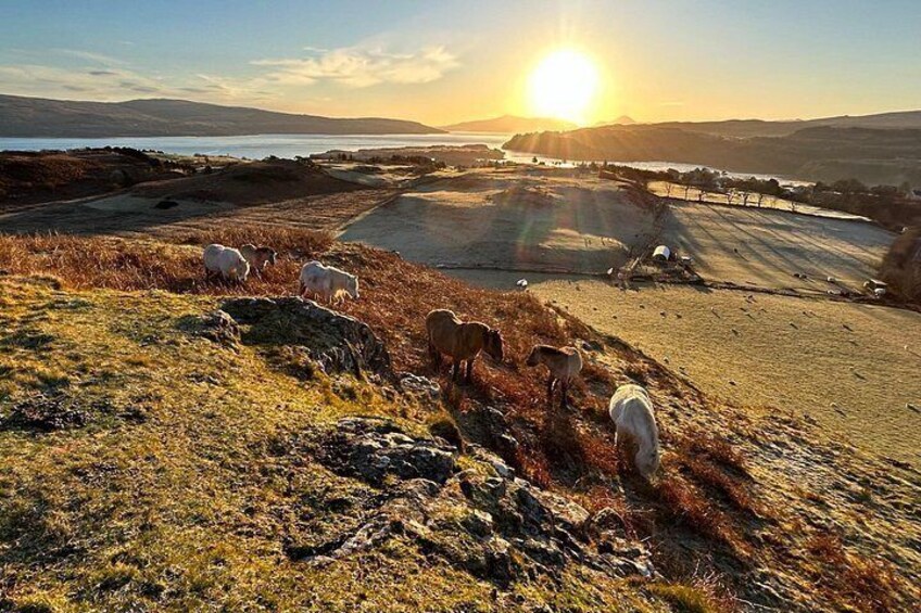 A sunset over a coastal landscape with grazing sheep and a road. 3
