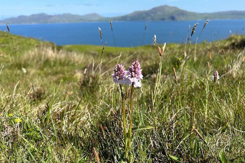 A grassy field with purple flowers and a body of water in the background. 5