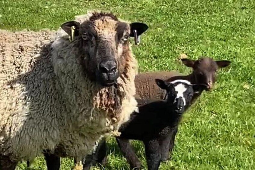 A sheep with a lamb in a grassy field. 2