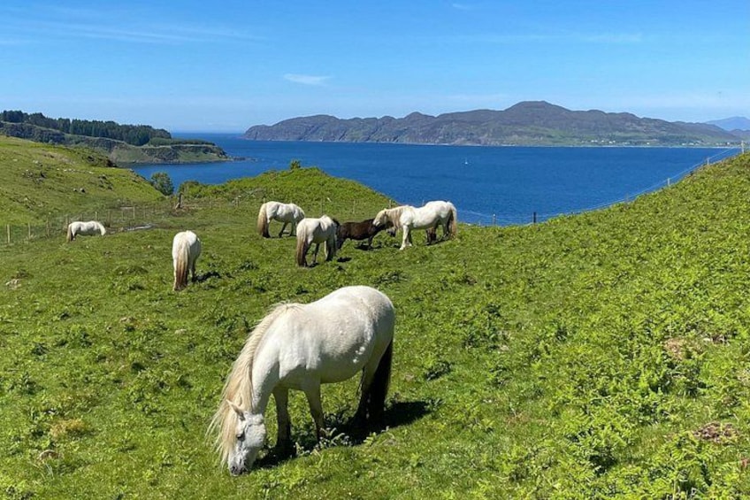A coastal landscape with horses grazing on a grassy hillside. 2