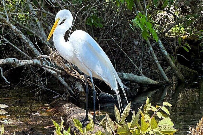 A white heron standing on a branch over water with dense foliage in the background. 4