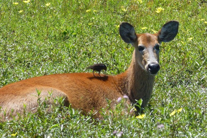 A deer lying in a grassy field with yellow flowers. 4
