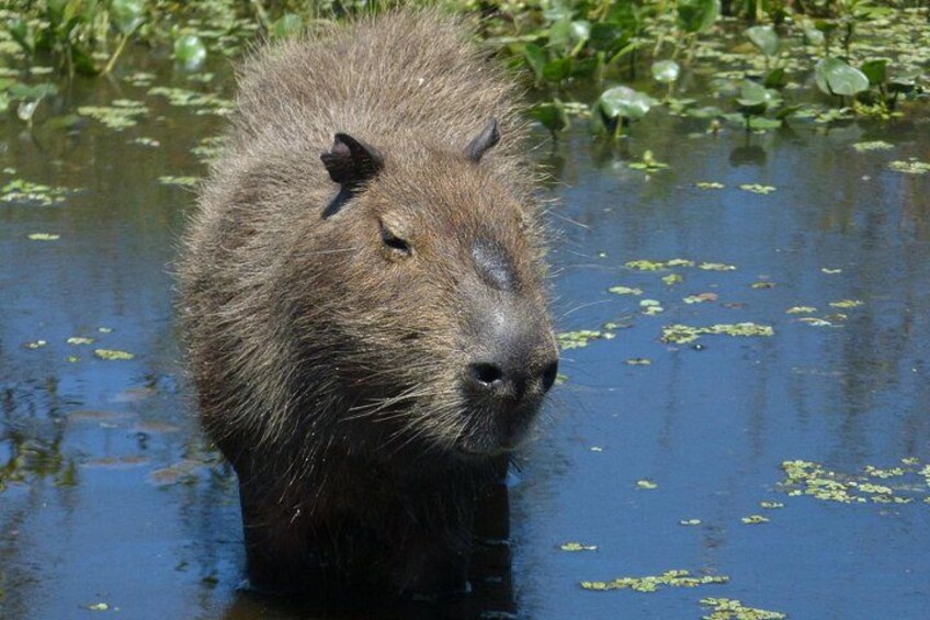 A capybara in water with green vegetation around. 3