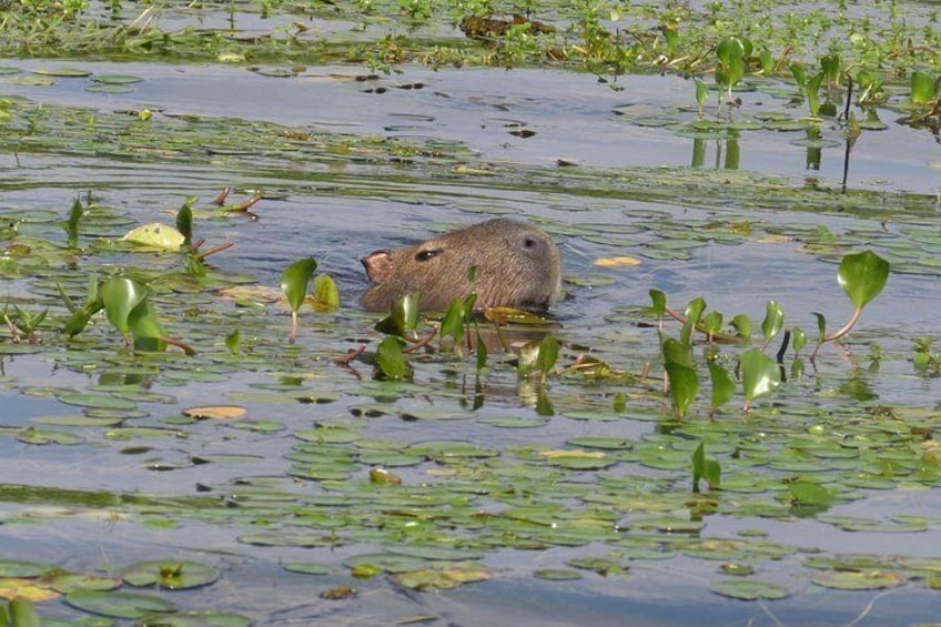 A water body with floating vegetation and a single animal. 1