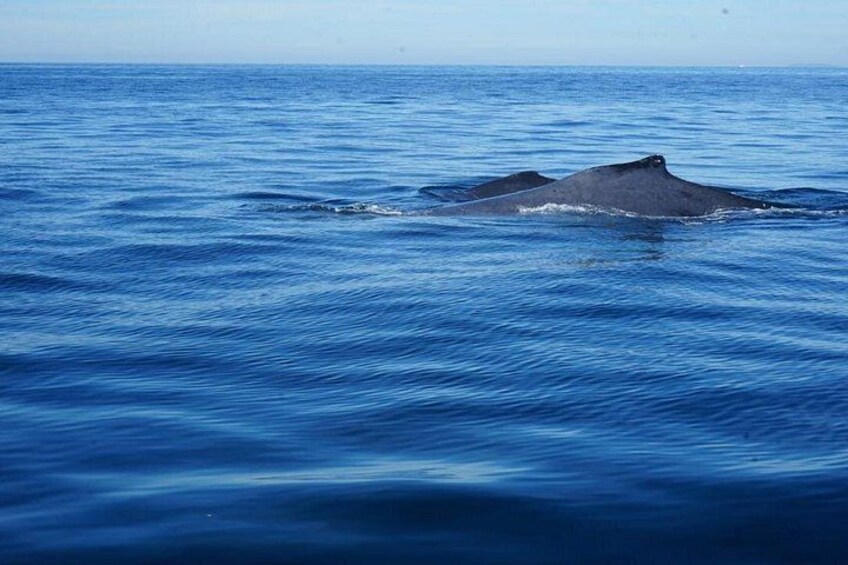 Una ballena emergiendo del agua. 1