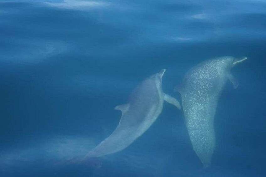 Dos delfines nadan en el océano. 3