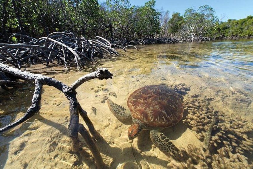 Mangrove Paddle Ride Sainte Anne Guadeloupe 1