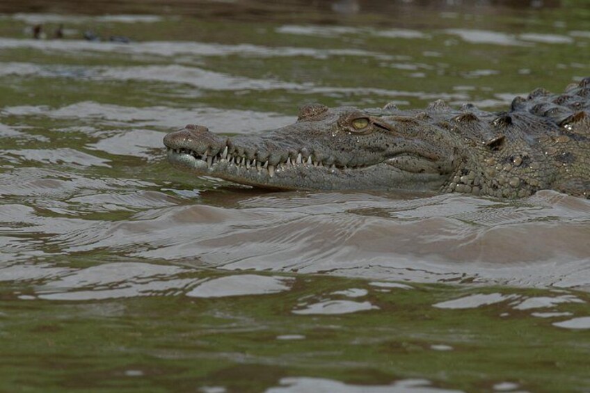 Un crocodile, partiellement immergé dans l’eau. 4