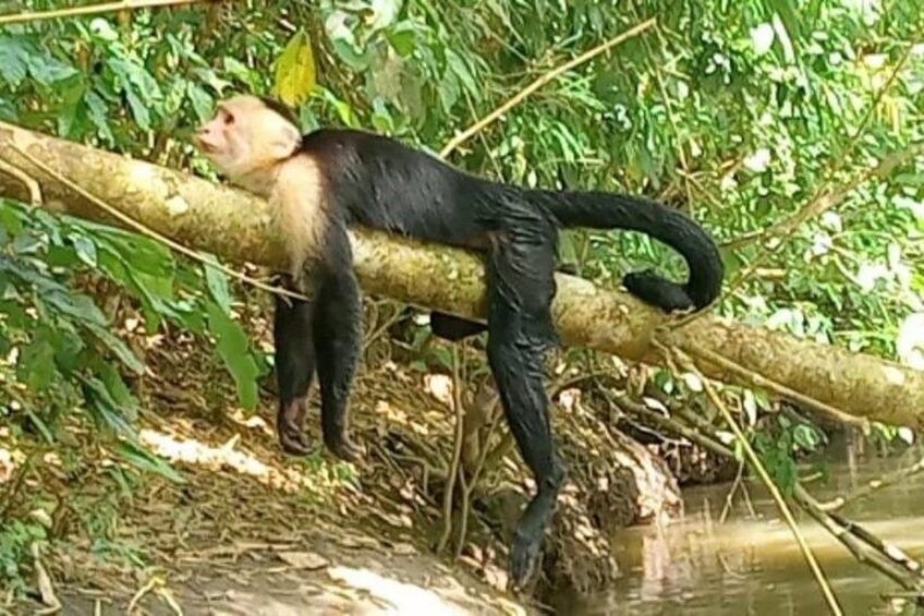 Un singe perché sur une branche d’arbre au-dessus d’une étendue d’eau. 5