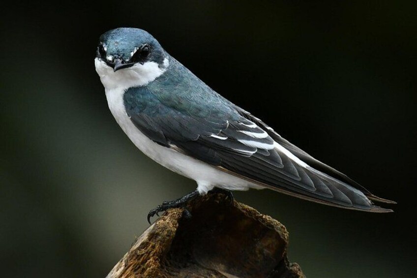 Un oiseau était perché sur une branche. 3