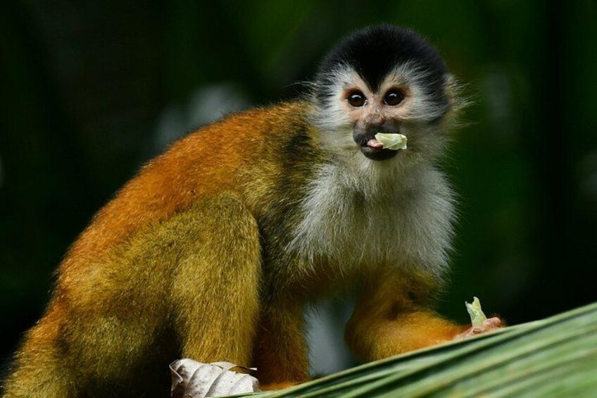 Un singe à la fourrure orange et blanche, tenant une feuille. 1
