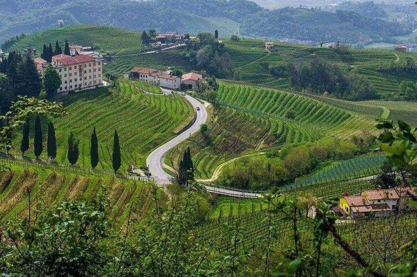 Valpolicella Wine and Olive Oil Tasting with Lunch from Verona 2