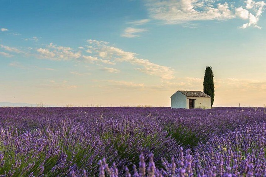 A field of purple flowers, a small white building, and a tall tree. 3