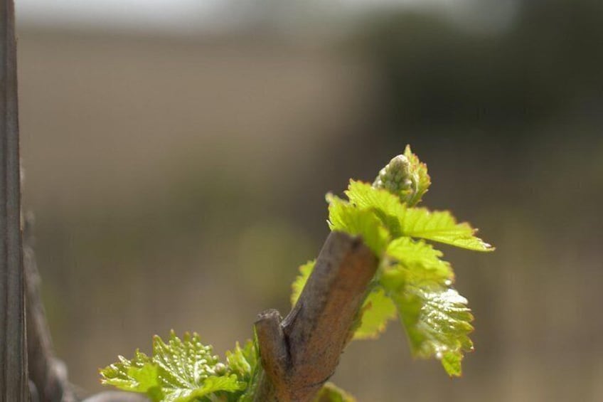 Paso Robles Wine Tour: Self-Guided GPS Audio Driving Guide 5