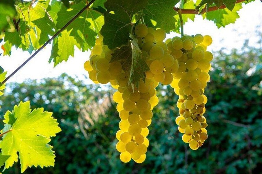 Paso Robles Wine Tour: Self-Guided GPS Audio Driving Guide 3