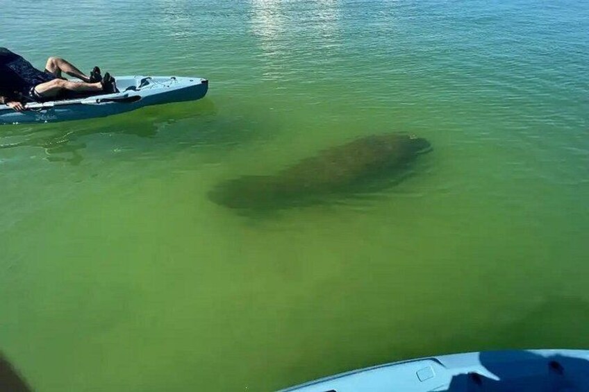 Manatees! 3