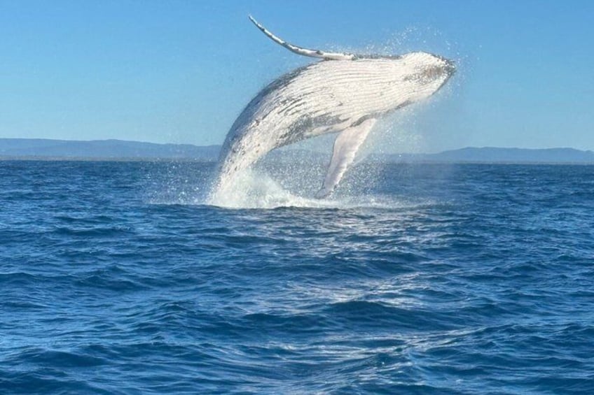 AAA NOOSA Whale watching experience in Noosa Whalesongsnoosa 1