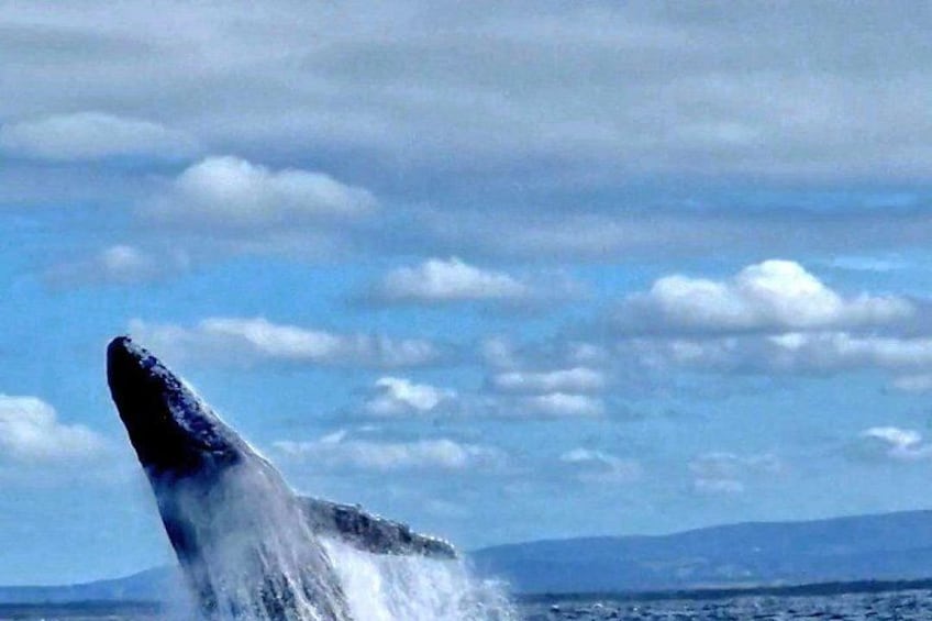 A whale breaching with water spray, ocean, and distant mountains. 4