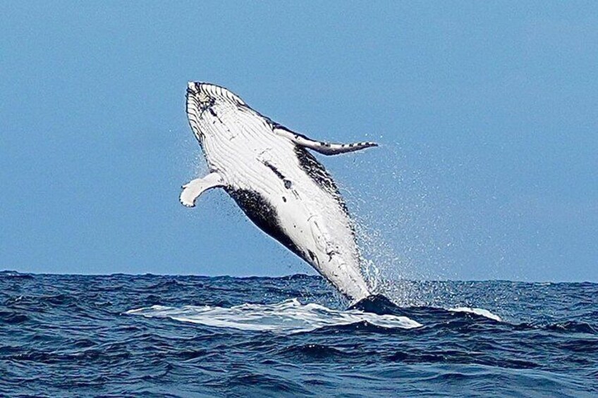 Une baleine surgissant à la surface de l’océan. 4