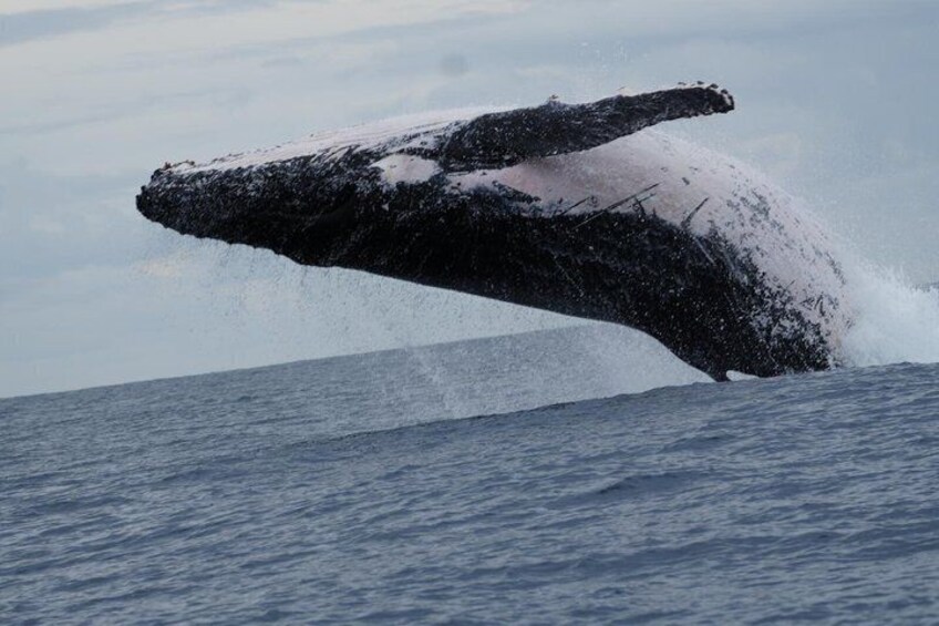 AAA NOOSA Whale watching experience in Noosa Whalesongsnoosa 4