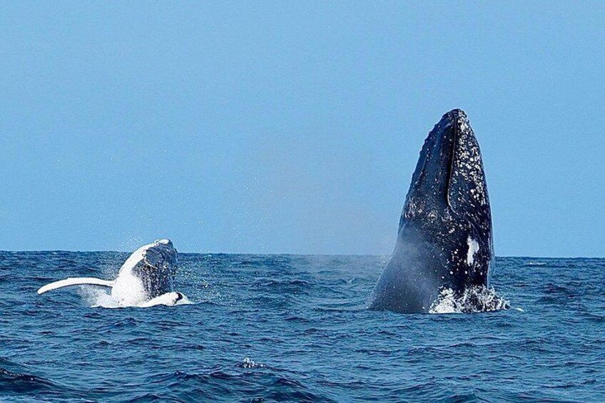Two whales breaching the ocean surface. 3