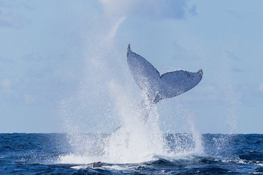A UNIQUE Whalesongsnoosa Whale watching experience in noosa qld 3