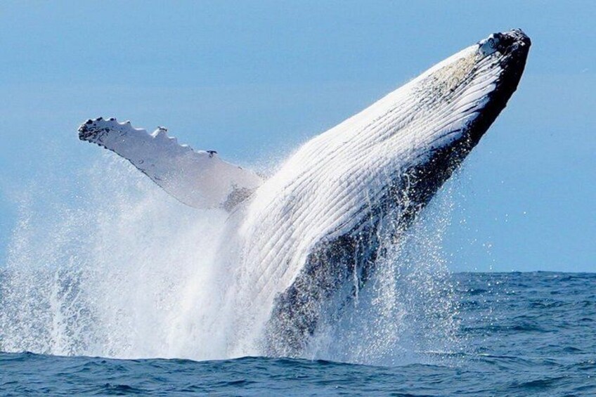 A UNIQUE Whalesongsnoosa Whale watching experience in noosa qld 5