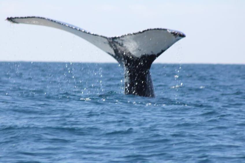 AAA NOOSA Whale watching experience in Noosa Whalesongsnoosa 5