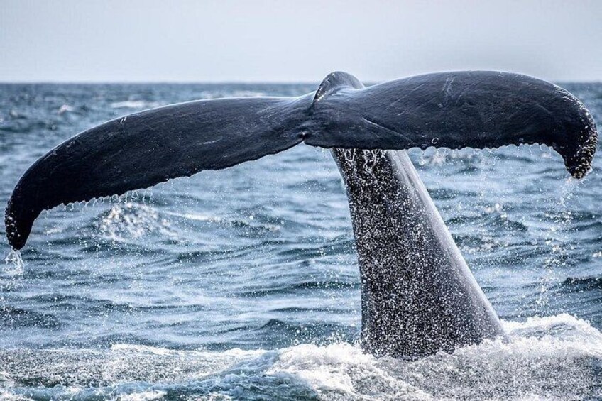 A whale's tail breaching the water's surface. 1