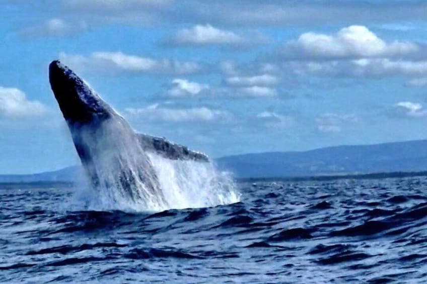AAA NOOSA Whale watching experience in Noosa Whalesongsnoosa 2