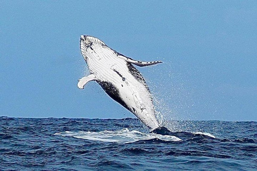A whale breaching the ocean surface. 2