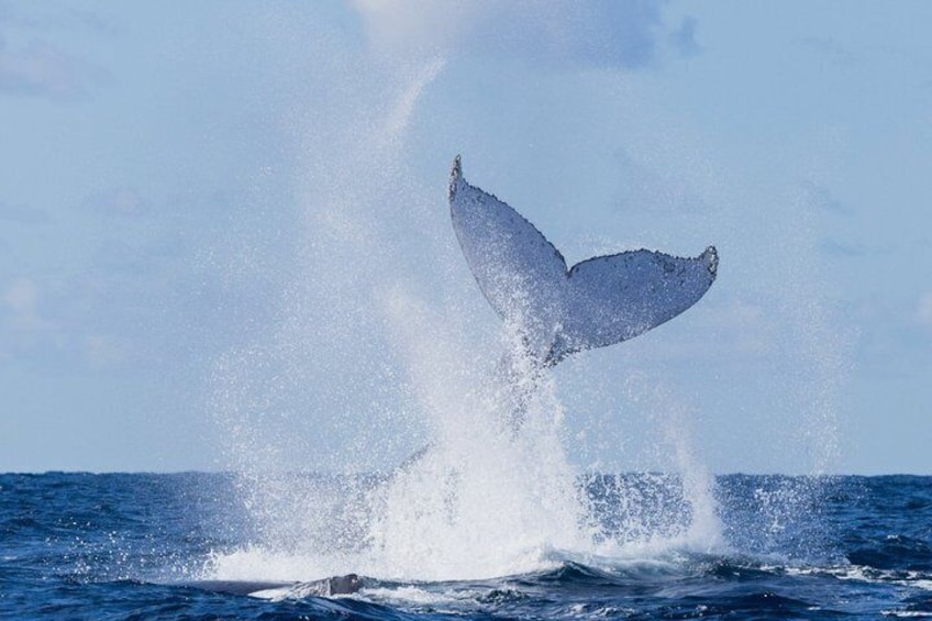 AAA NOOSA Whale watching experience in Noosa Whalesongsnoosa 3