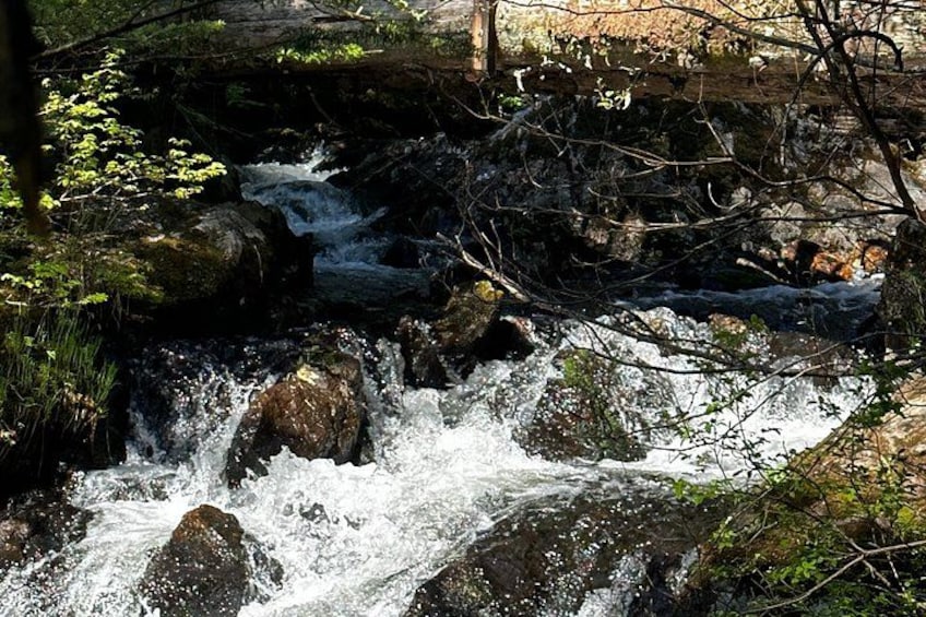 Sitka's Favorite Sites Private Land Tour up to 11 w/Meal option 4