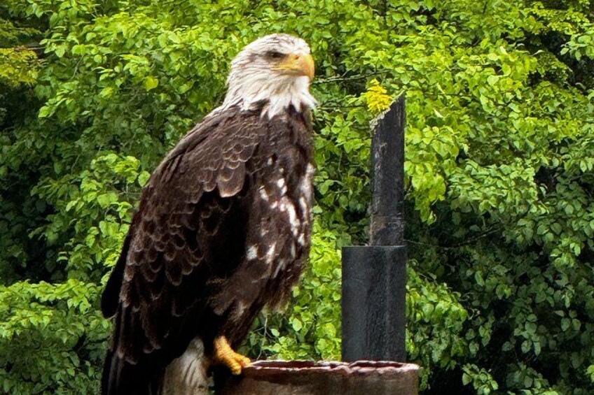 Sitka's Favorite Sites Private Land Tour up to 11 w/Meal option 2