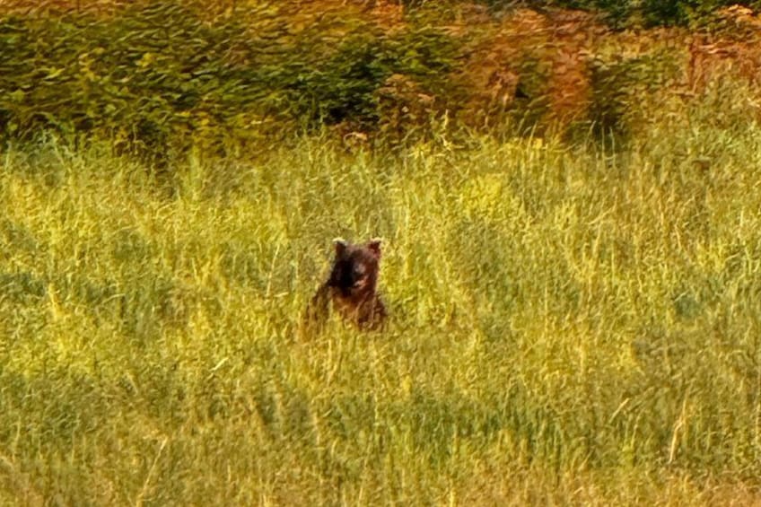 Sitka's Favorite Sites Private Land Tour up to 11 w/Meal option 3
