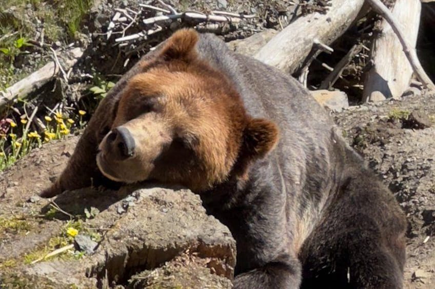 Sitka's Favorite Sites Private Land Tour up to 11 w/Meal option 5