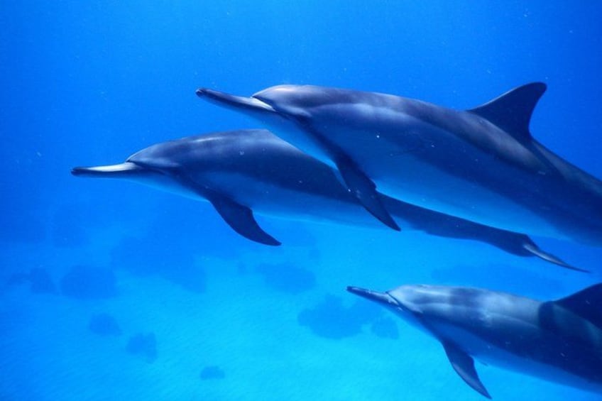 2-Hour Dolphin Watching and Double Reef with Snorkel in Hawaii 1