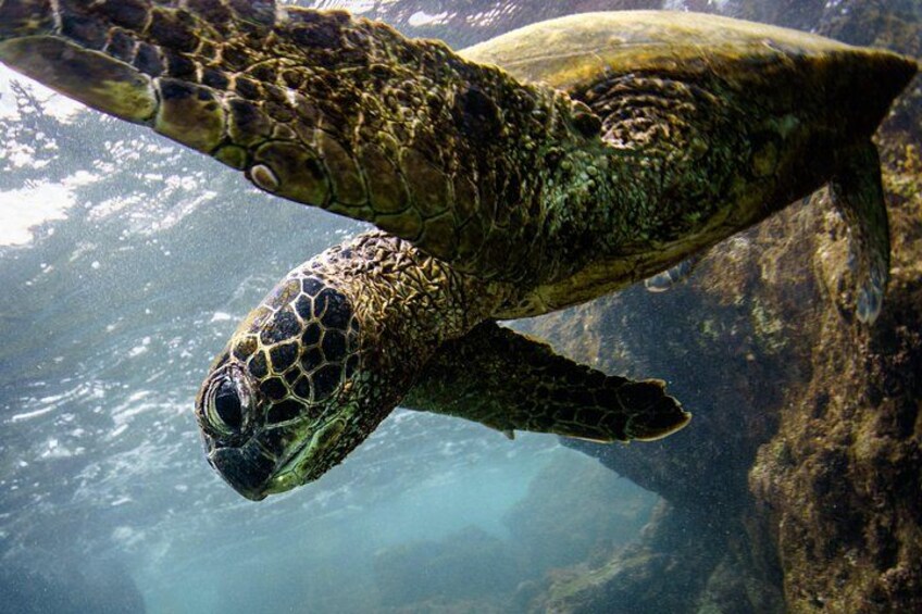 2-Hour Dolphin Watching and Double Reef with Snorkel in Hawaii 4