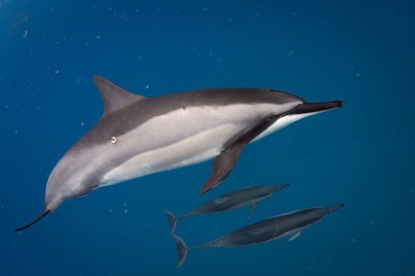 2-Hour Dolphin Watching and Double Reef with Snorkel in Hawaii 3