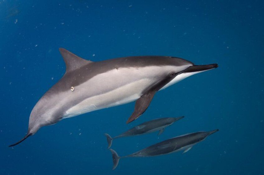 A dolphin swimming in the ocean with two smaller dolphins nearby. 3