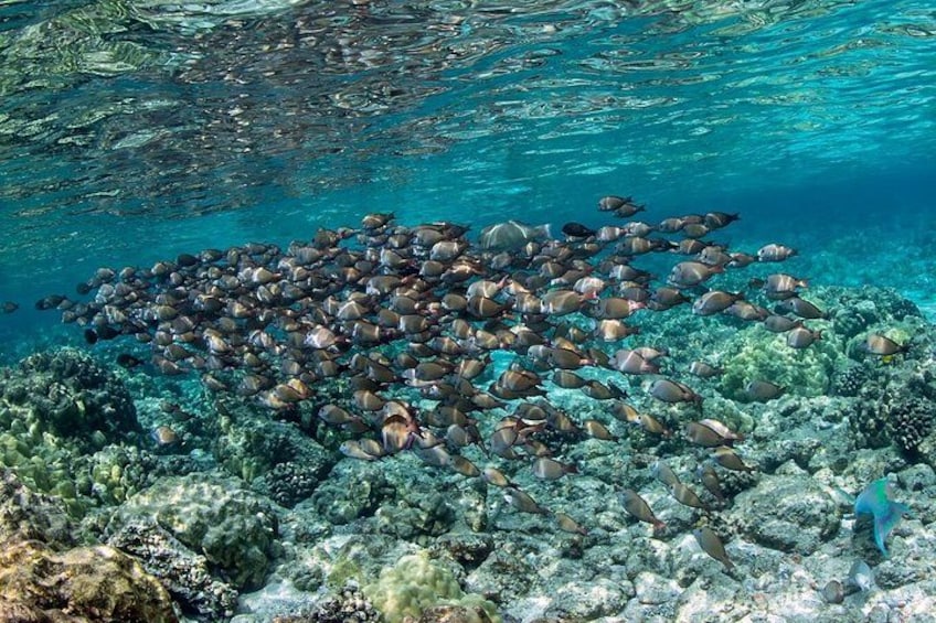 2-Hour Dolphin Watching and Double Reef with Snorkel in Hawaii 3