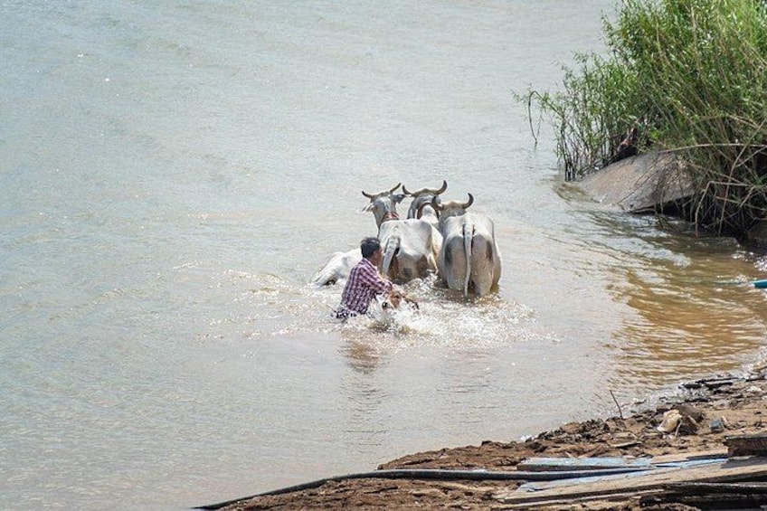 Een persoon wadt door het water, begeleid door twee stieren. 3