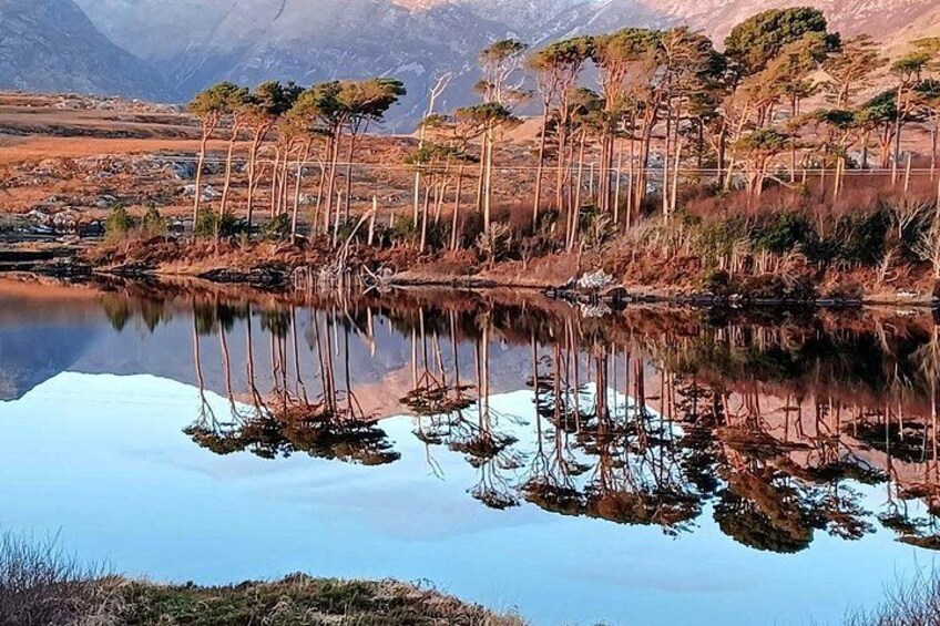 Pine Island, Derryclare, Connemara 3