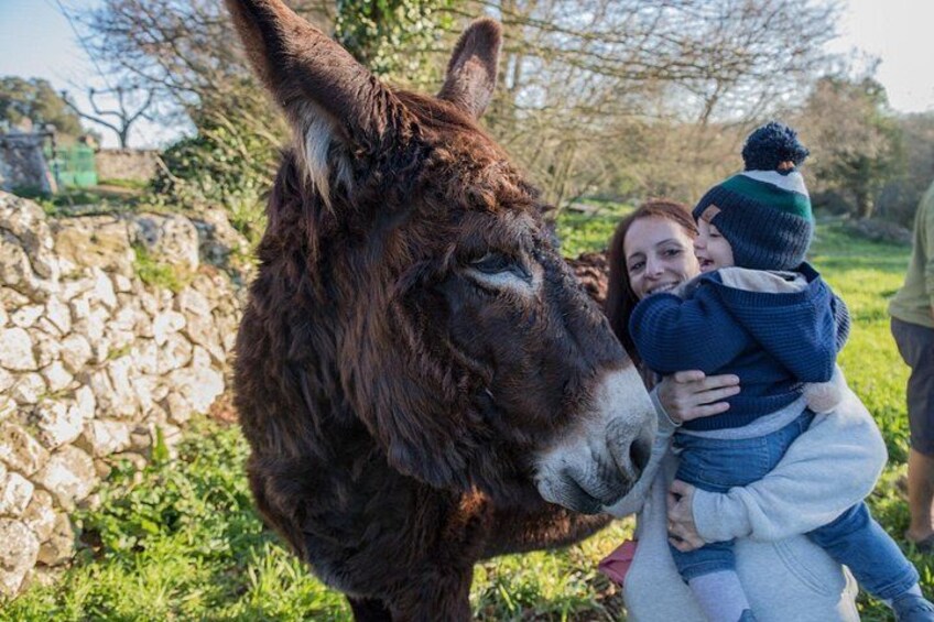 Een ezel, een persoon met een kind, en een stenen muur in een grasrijke omgeving. 5