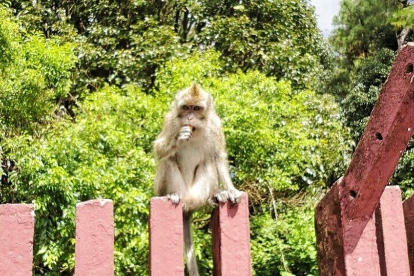 Monkey at Black River Gorges National Park